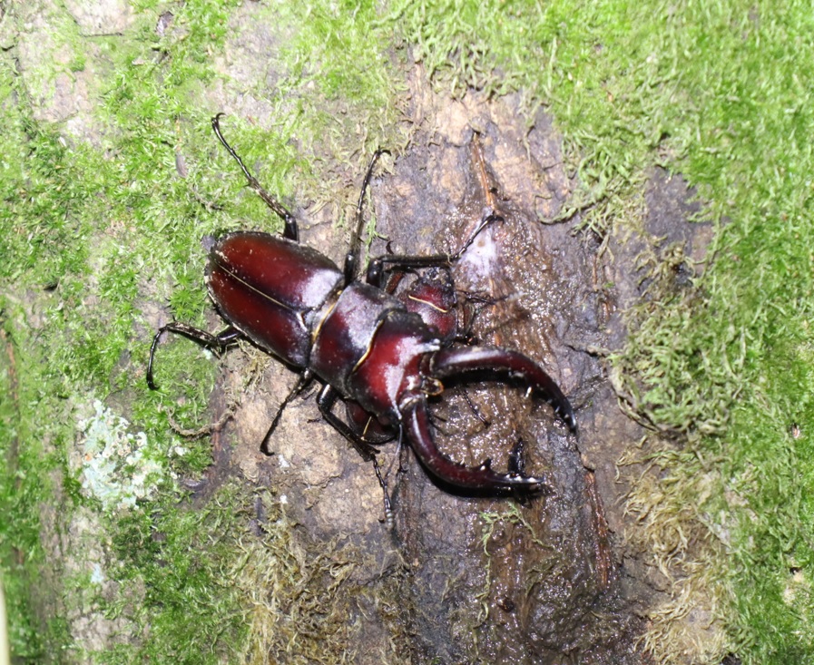 ノコギリクワガタのペア_苔むしたクヌギ_2023年6月30日20時 気温25.4度